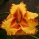 Hemerocallis 'Spacecoast Ojo Rojo'