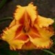 Hemerocallis 'Spacecoast Ojo Rojo'