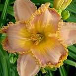 Hemerocallis 'Spacecoast Starburst'