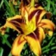 Hemerocallis 'Spacecoast Tigertail Tango'