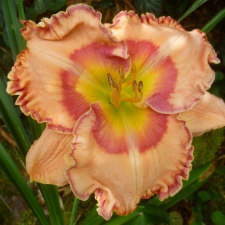 Hemerocallis 'Spanish Fiesta'