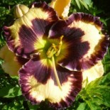 Hemerocallis 'Special Candy'