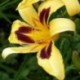 Hemerocallis 'Spectacular'