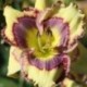 Hemerocallis 'Spell Catcher'