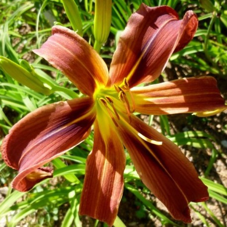 Hemerocallis 'Spider Fox'