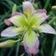 Hemerocallis 'Spoon Billed Sandpiper'