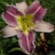 Hemerocallis 'Stargate Angel Wings'