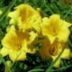 Hemerocallis 'Stella de Oro'