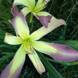 Hemerocallis 'Stick Figure'