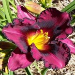 Hemerocallis 'Strawberry and Chocolate'