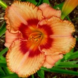 Hemerocallis 'Strawberry Candy'