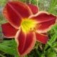 Hemerocallis 'Street Urchin'