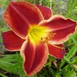 Hemerocallis 'Street Urchin'