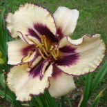 Hemerocallis 'Strikingly Dramatic'