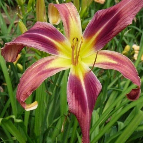 Hemerocallis 'String Theory'