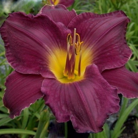 Hemerocallis 'Strutter's Ball'