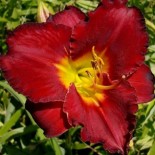 Hemerocallis 'Study in Scarlet'