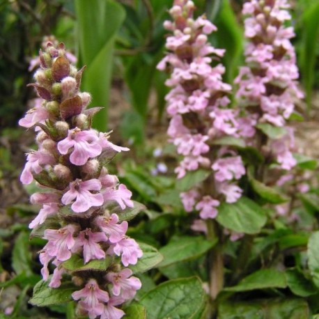 Ajuga reptans 'Rosea'