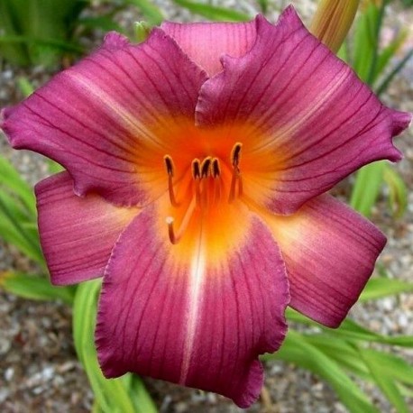 Hemerocallis 'Sugar Candy'