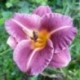 Hemerocallis 'Sugar Kid'