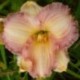 Hemerocallis 'Sugar Paint'