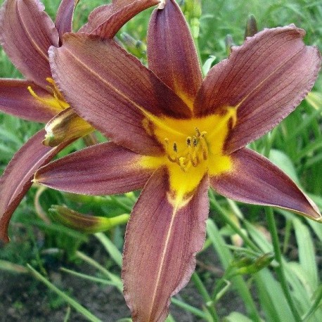 Hemerocallis 'Summer Rebel'