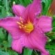 Hemerocallis 'Summer Wine'