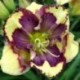 Hemerocallis 'Super Fancy Face'