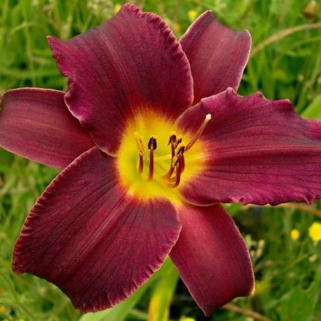 Hemerocallis 'Super Purple'