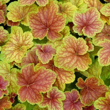 Heuchera 'Tiramisu'