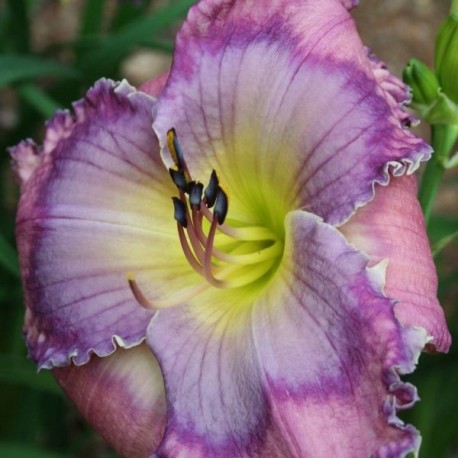 Hemerocallis 'Sustain Me'