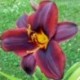 Hemerocallis 'Sweet Hot Chocolate'