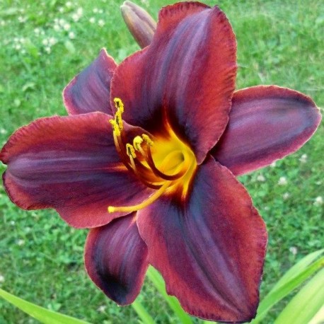 Hemerocallis 'Sweet Hot Chocolate'