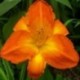 Hemerocallis 'Sweet Summer Heat'