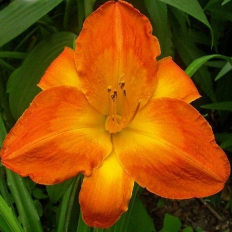 Hemerocallis 'Sweet Summer Heat'