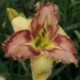 Hemerocallis 'Sword Dancer'