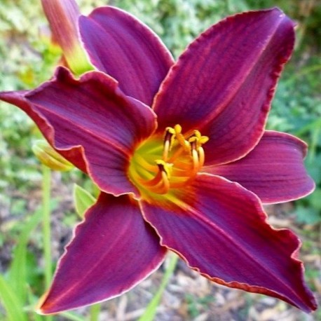 Hemerocallis 'Tang'