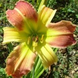 Hemerocallis 'Tchao Pantin'