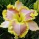 Hemerocallis 'Ted's Tribute to Linda'