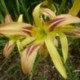 Hemerocallis 'Tennessee Flycatcher'