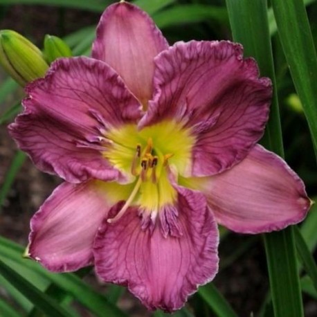 Hemerocallis 'Texas Feathered Fancy'