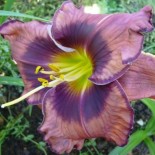 Hemerocallis 'The Band Played On'