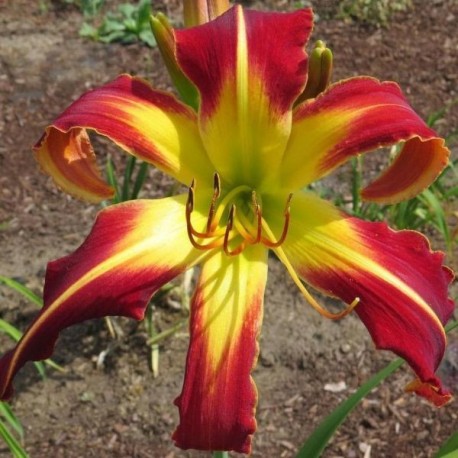 Hemerocallis 'Thin Man'