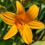 Hemerocallis 'Thumbellina'