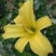 Hemerocallis thunbergii