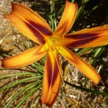 Hemerocallis 'Tigereye Spider'