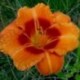 Hemerocallis 'Tigger'