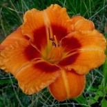 Hemerocallis 'Tigger'