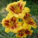 Hemerocallis 'Tiramisu'