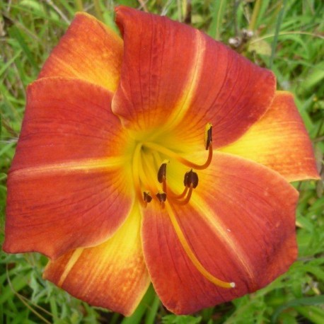 Hemerocallis 'Tom Wise'